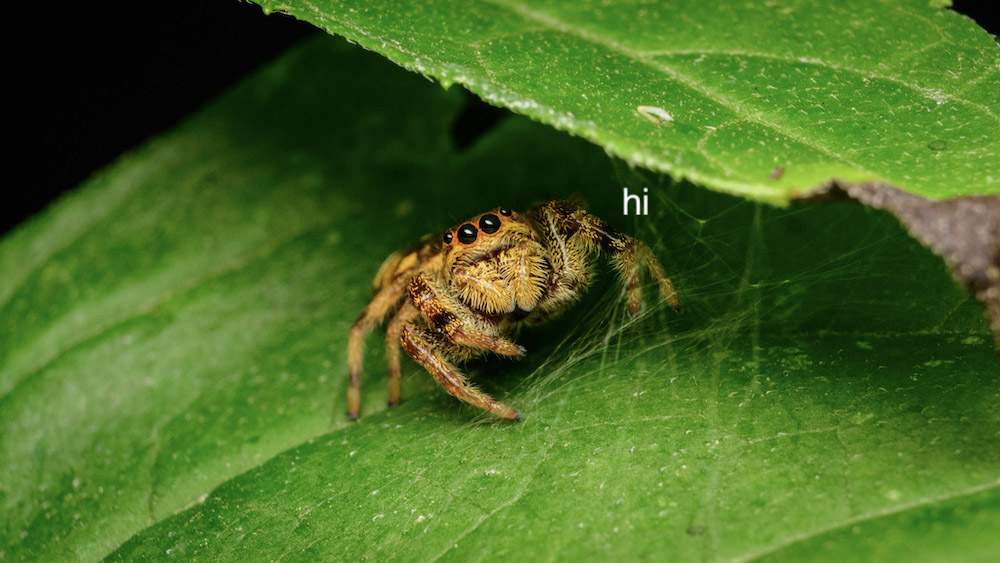 A jumping spider peeking out from under a leaf